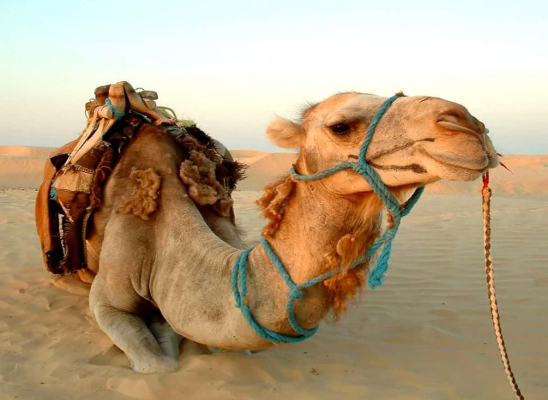 قصه الجمل والحبل